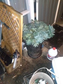 House Plant Not Alive