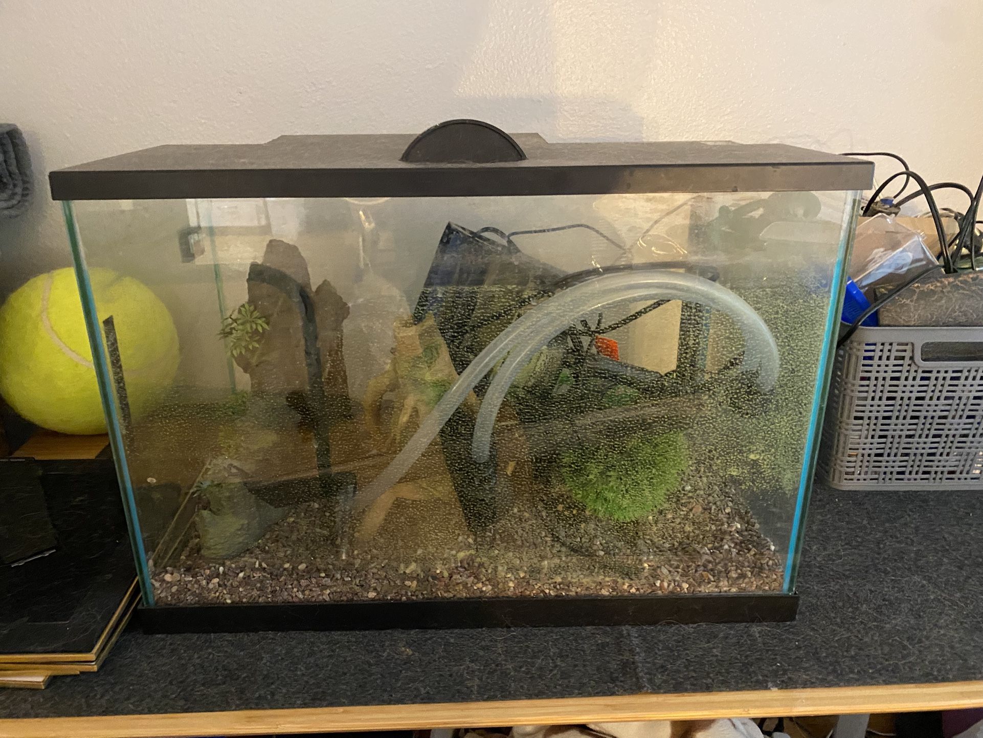 29 Gallon Fish Tank