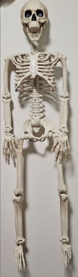 Halloween Decor: Skeleton