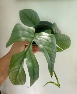 Plants (6”pot🌿Monstera “Spiderman” )
