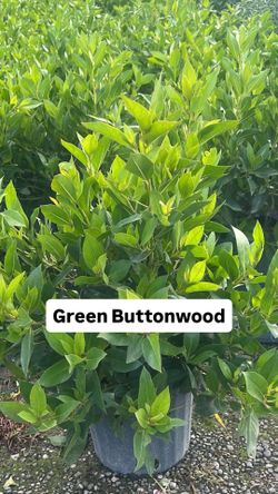 💚 Plant: Green Buttonwood