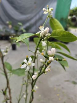 Limon Persa Sin Semilla Con Limones 4" Pies De Alto