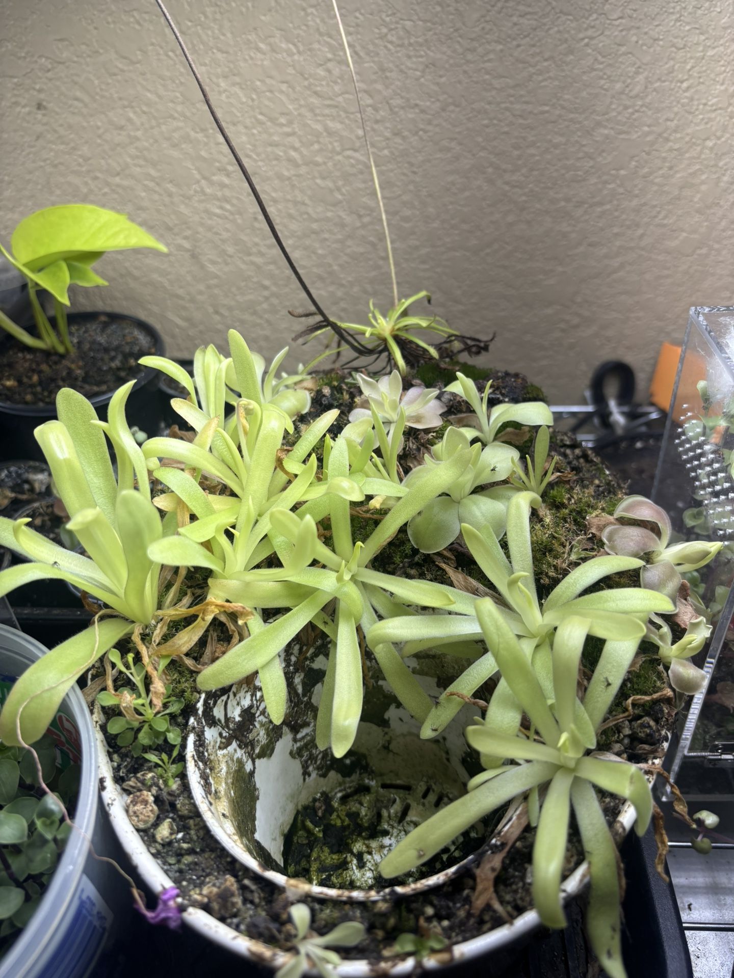 Pinguicula Pot Carnivorous Plants
