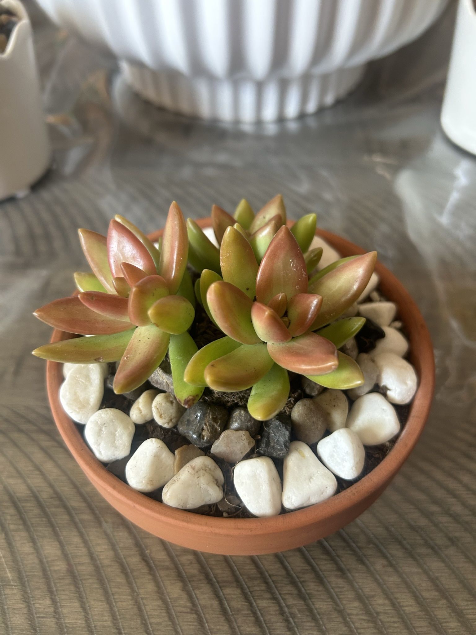 Potted Succulents