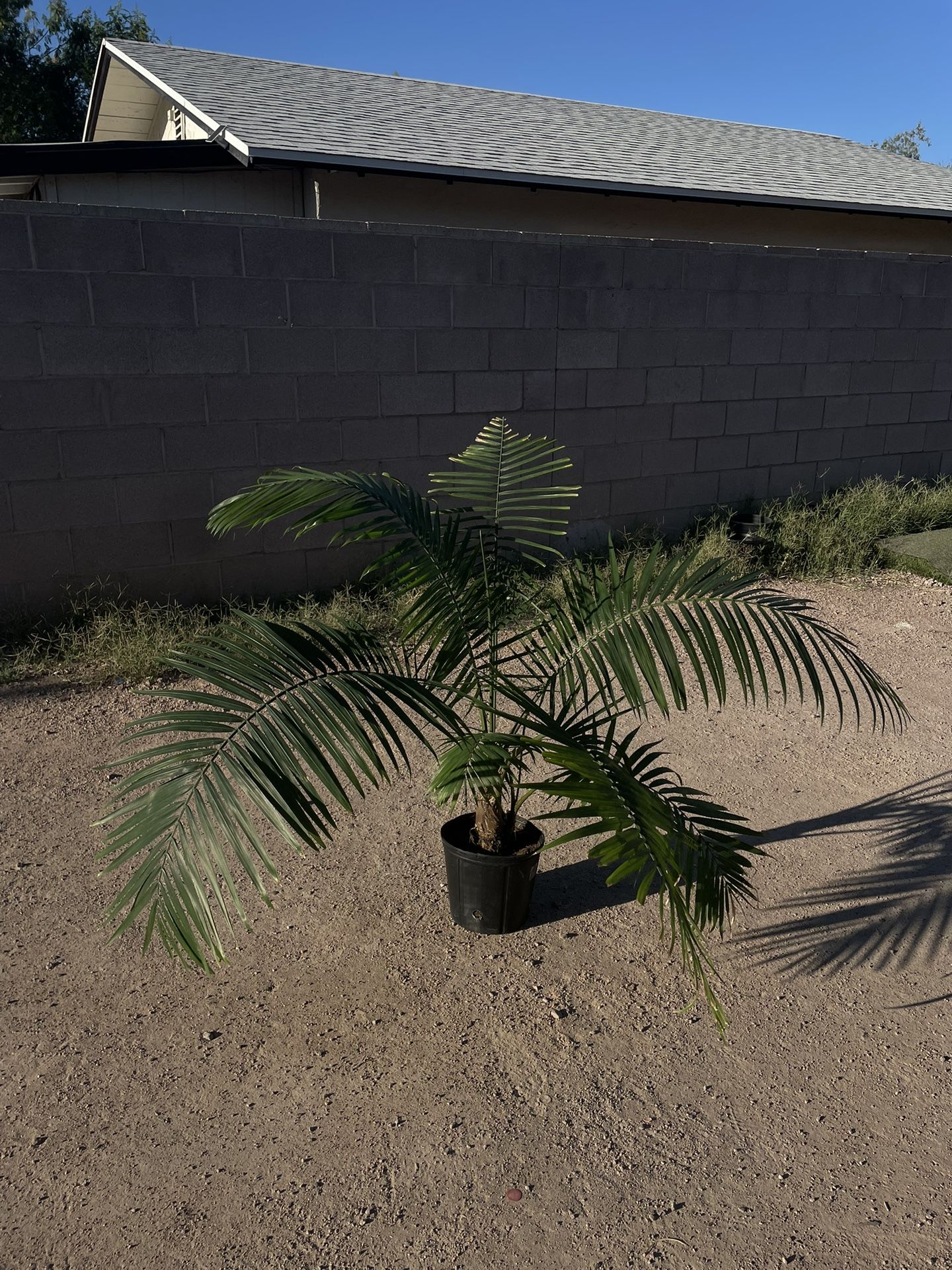 Palm Plant 