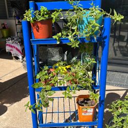 SUNNY. ROSE. FLOWERING PLANT