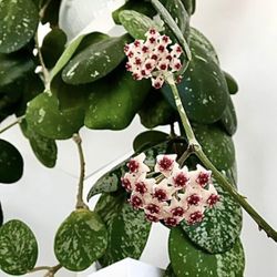 Hoya Obovata Splash In Ceramic Pot