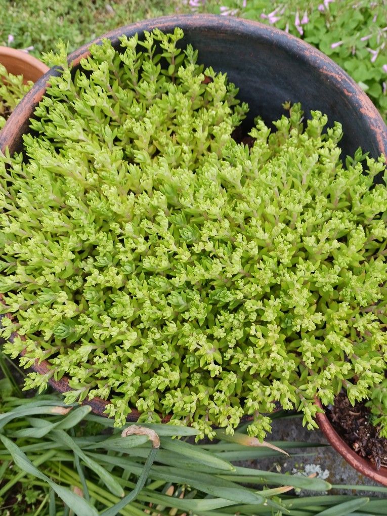 Stone Crop Ground Cover 