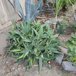 Plants For Sale From $6 To $15