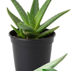 Aloe Vera Live Plant Pot