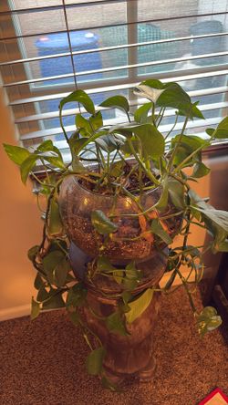 Pathos Plant And Vase Pot Planter 