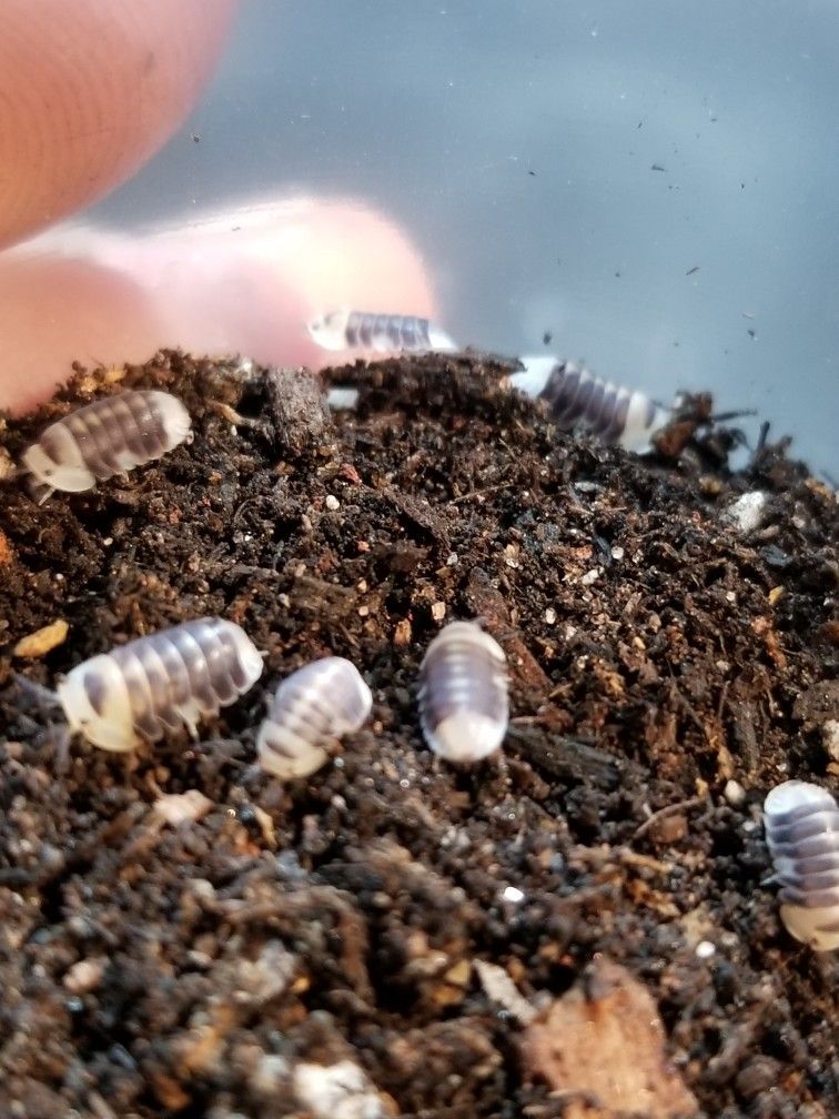 White Rubber Ducky Isopods 