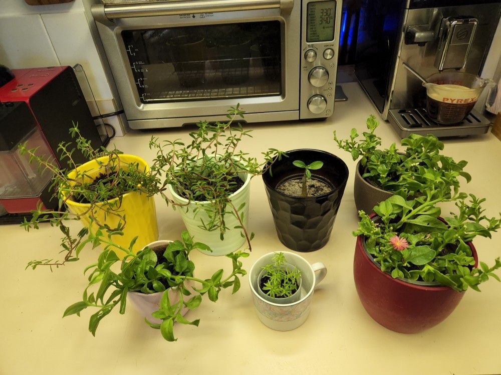 Succulents In Ceramic Pots. $10 Each Succulent