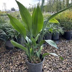 Aspidistra