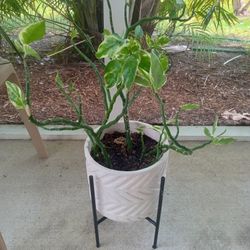 Many Different Types, All In Patio, Or In Doors. 