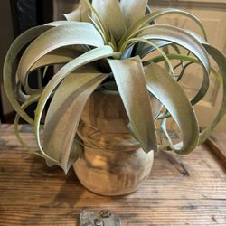 Wood Pedestal With Faux Air Plant