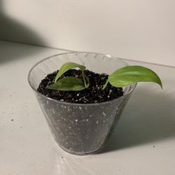 Neon Pothos