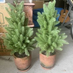 A Set Of Fur Planters 