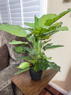 Artificial Dieffenbachia Plant (often called dumb cane)