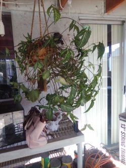 BIG  BEAUTIFUL HOUSE PLANT