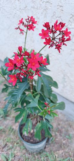 Red Jatropha Tree - Cây Hồng Mai 