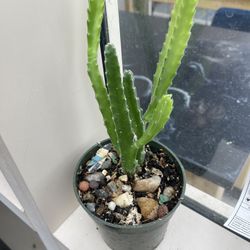 Stapelia Plants 🌱 