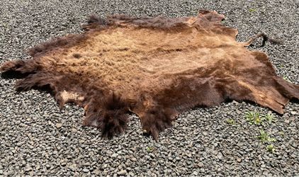 Large American Bison a.k.a. Buffalo Rug