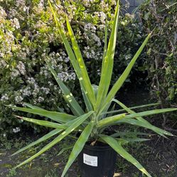 NICE  HEALTHY YUCCA PLANTS 