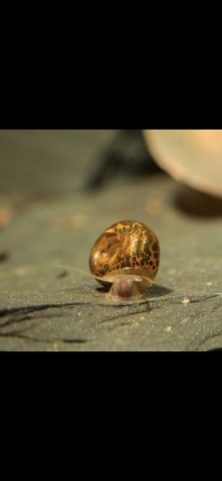 Ramshorn