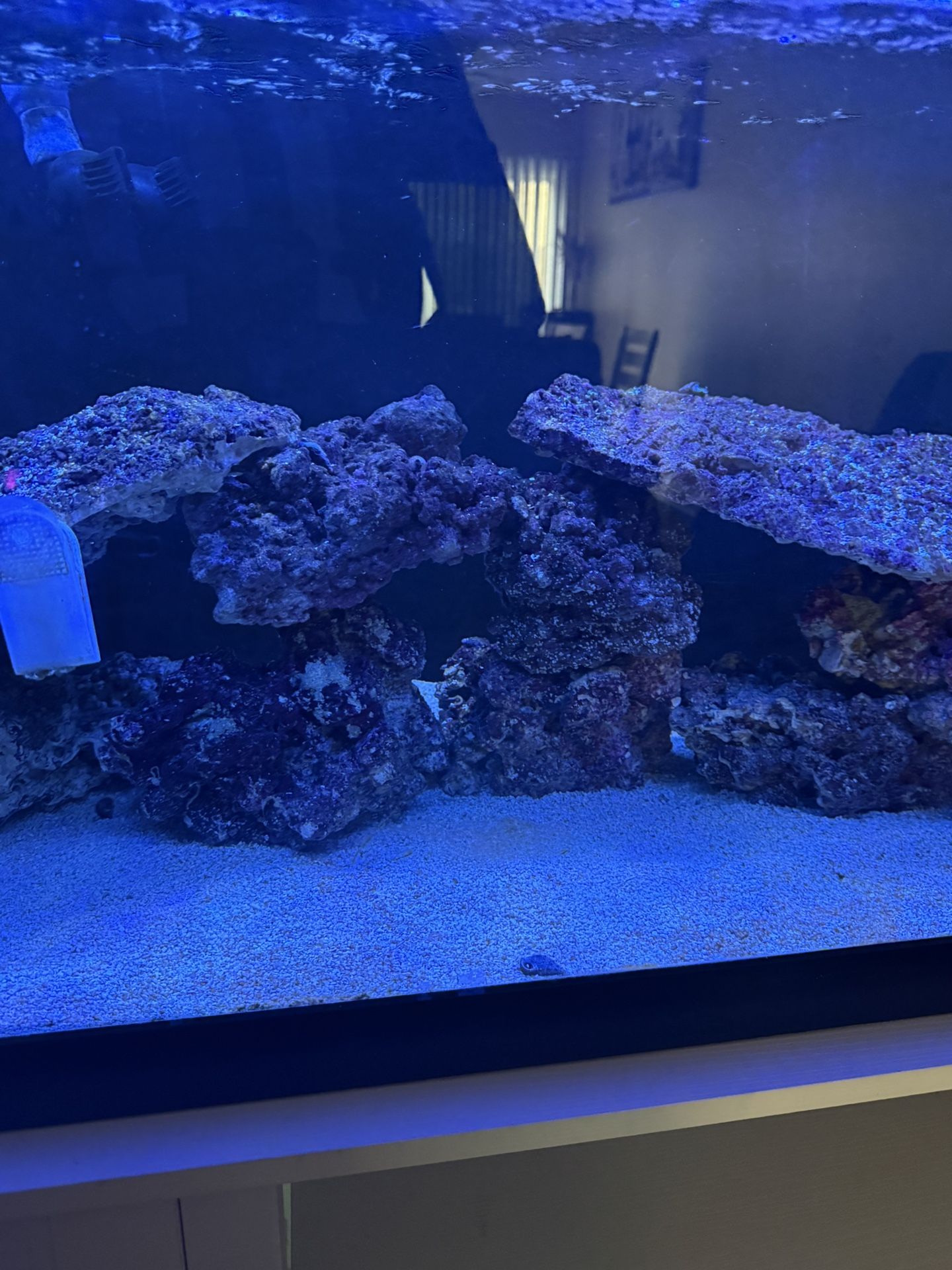 Live Rock And Fish 