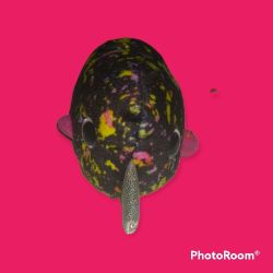 Ty McDonald's Nori The Narwhal 