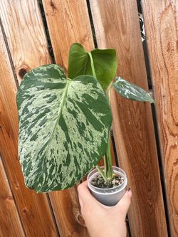 Monstera Bulbasaur  🌿💚