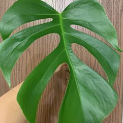 Mexican Monstera Sierrana