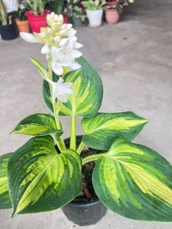 Hosta Outdoor Plant (green edges)