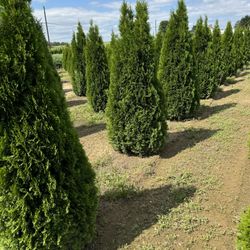 Privacy Tree Sale FREE DELIVERY! Emerald Green & Green Giants 