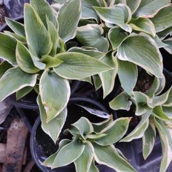 Hosta