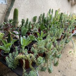 Cactus and Succulent’s 🌵
