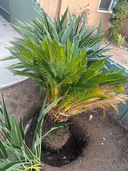 Sago Palm