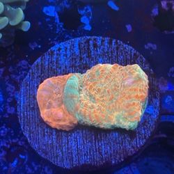 Two Tone Chalice Combo Display Decor