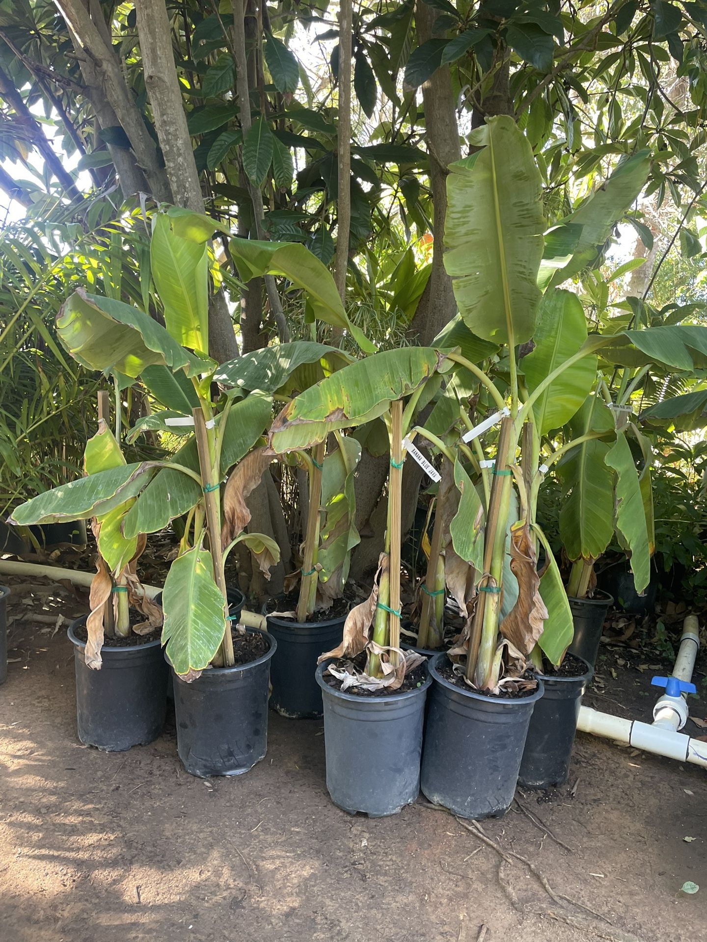 5 Gallon Size Banana Plants Persimmon Trees Moringa Trees Mango Trees Lemon Guava Trees Strawberry Guava Trees Cherimoya Trees Kiwi Vines 