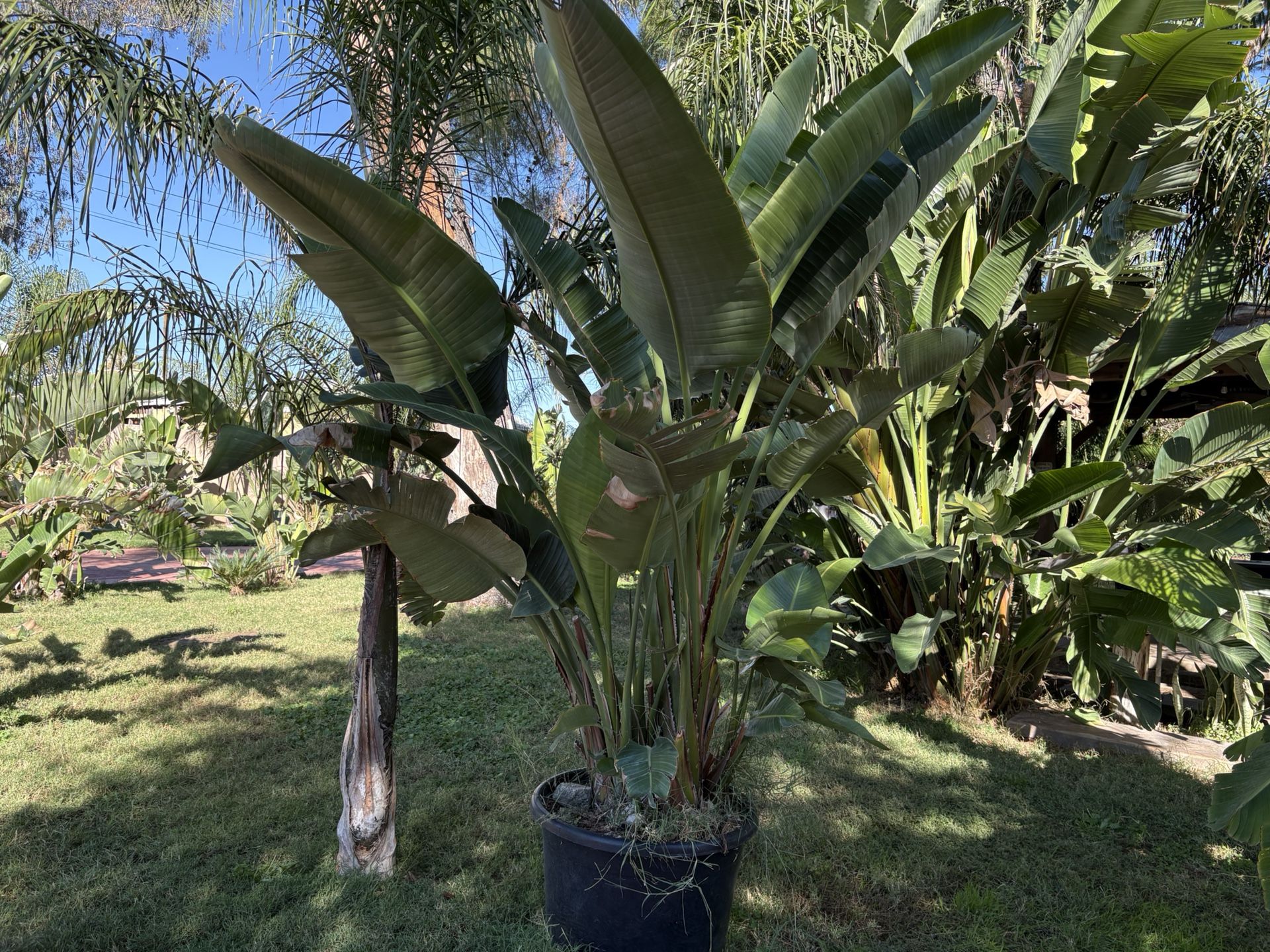 Beautiful Bird of Paradise – 24 Gallon Pot 🌴