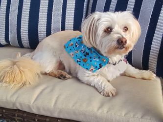 Dog Bandanas 