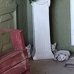 Free Half Feral Exotic White Cats