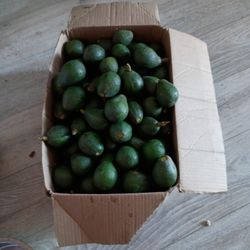 Avacados
