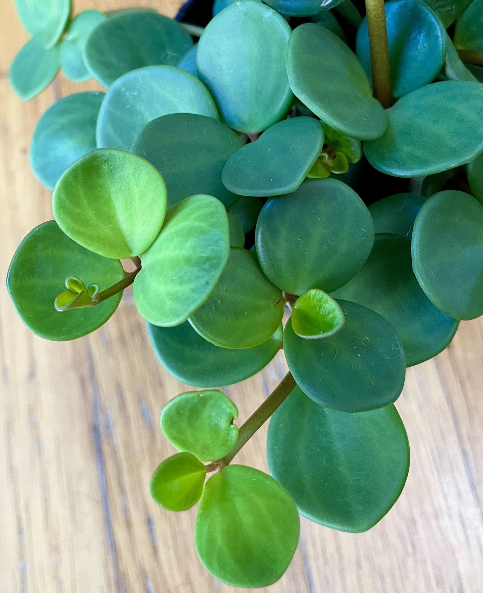 Non-Toxic Peperomia Hope Plant / Free Delivery Available 