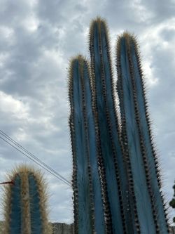 Specialty landscapers, dream …Large mature Specimen Desert Landscape Plants