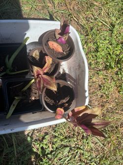 Wandering dude plants