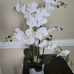 Orchid Arrangement By
Orren Ellis