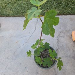 Small fig tree__green Kadota sweet sweet figs