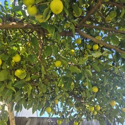 Limas $20 La  CUbeta 